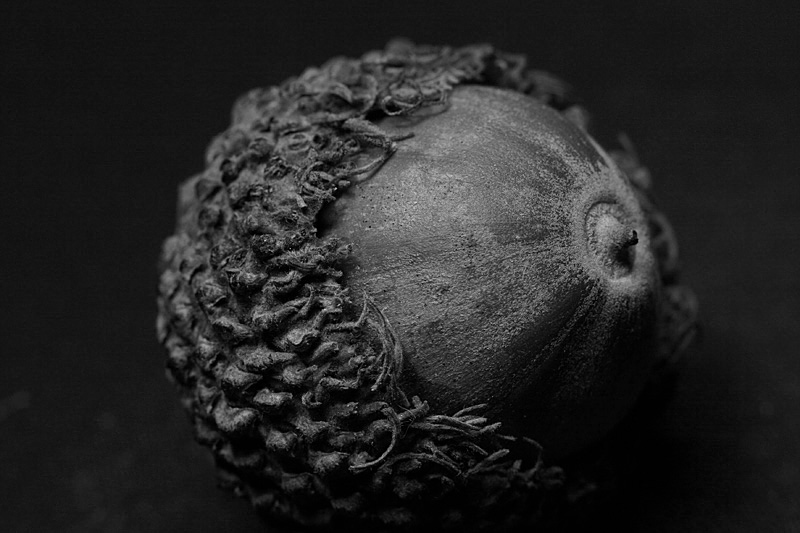 acorn