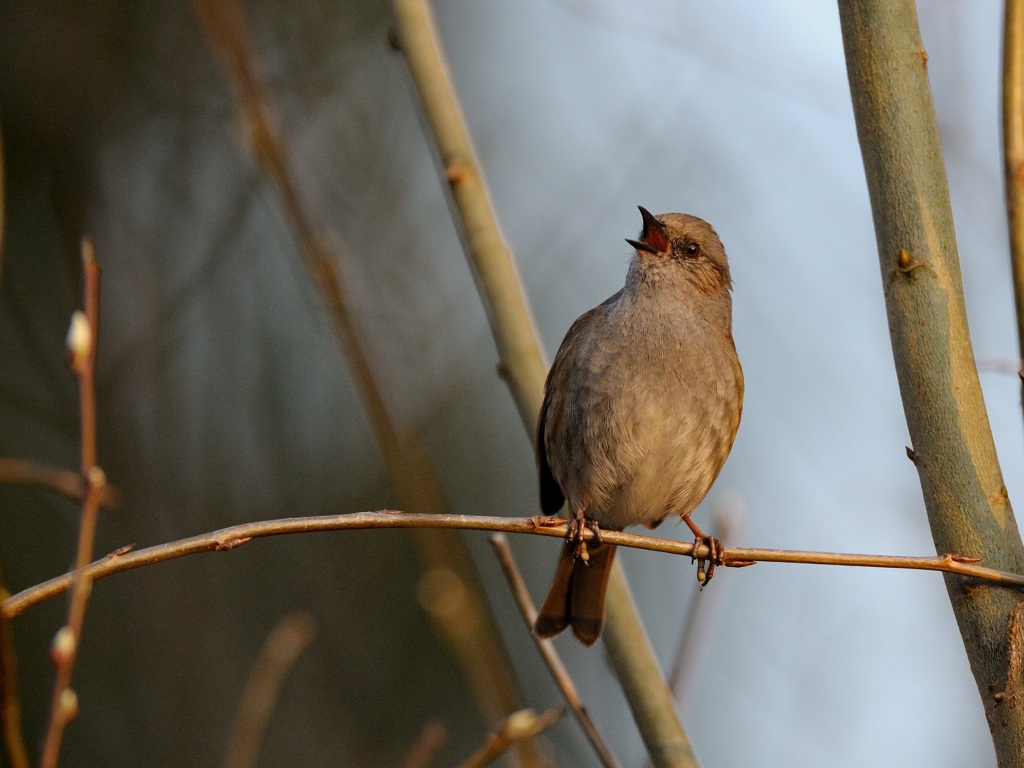 Prunella modularis, Dunnock, Jrnsparv 