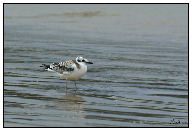 Mouette de Bonaparte - juvnile