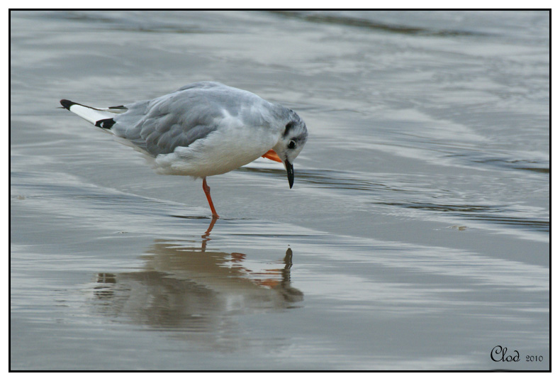 Mouette de Bonaparte