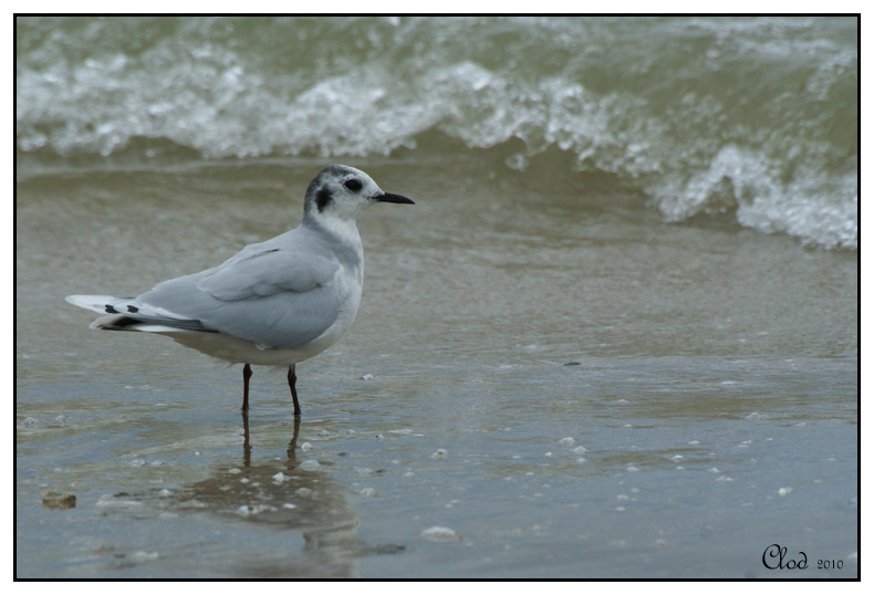 Mouette pygme