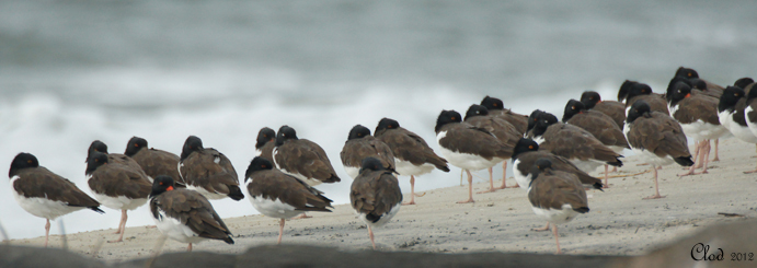Hutriers dAmrique - American Oystercatchers