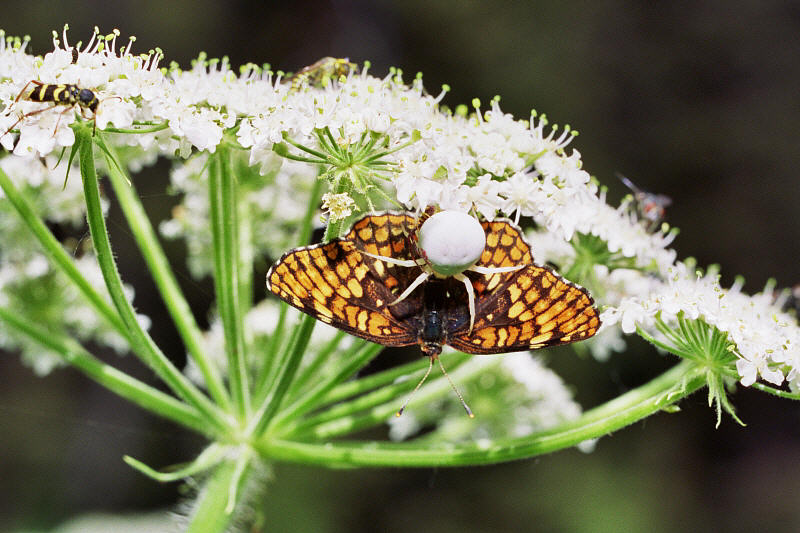 Spider captured checkerspot butterfly