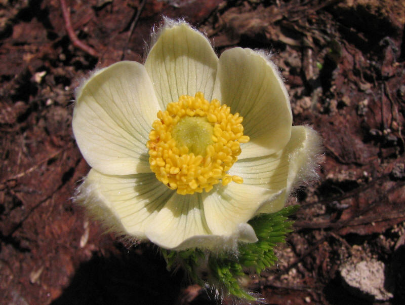 Mountain pasqueflower,  Anemone occidentalis