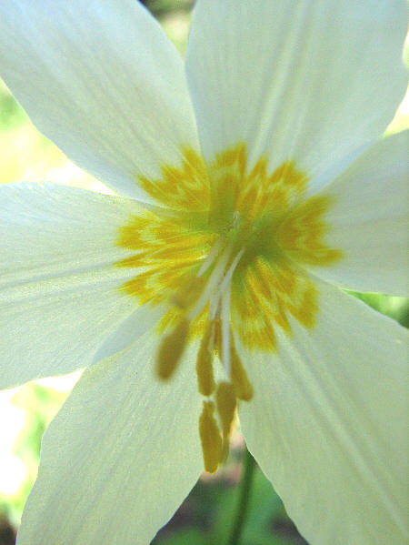 Avalanche lily,  Erythronium montanum