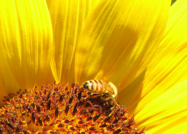 Honey Bee on Sunflower_4