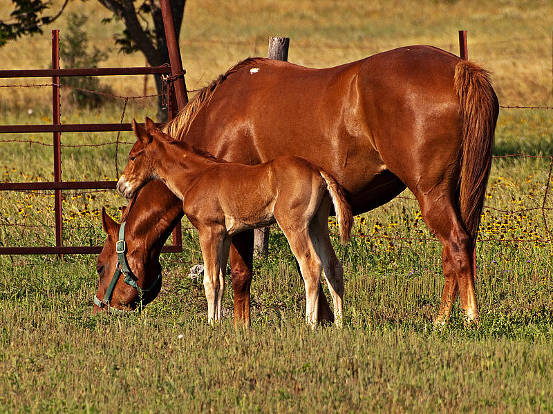 A Family Affair