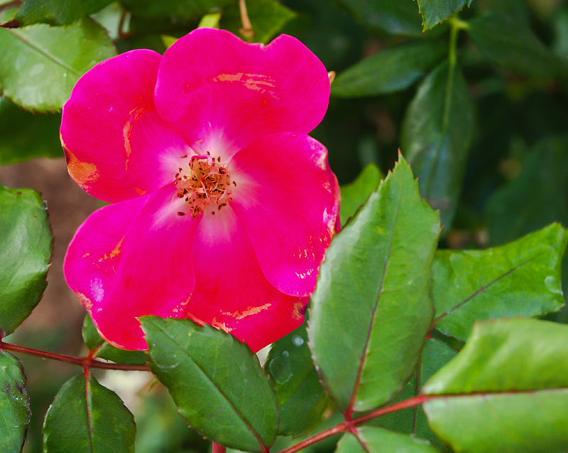 A rose blooms in Texas