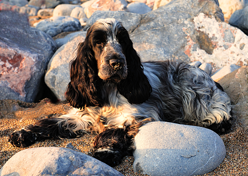 Resting in the evening sun