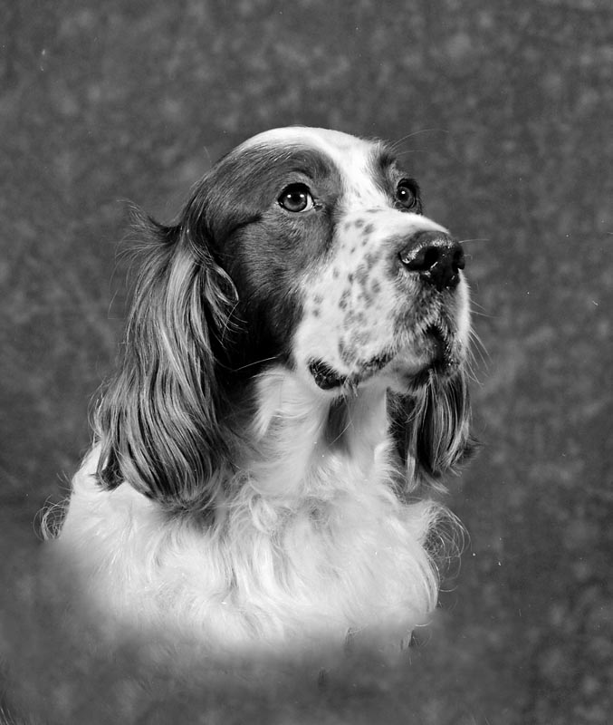 Irish Red and White Setter