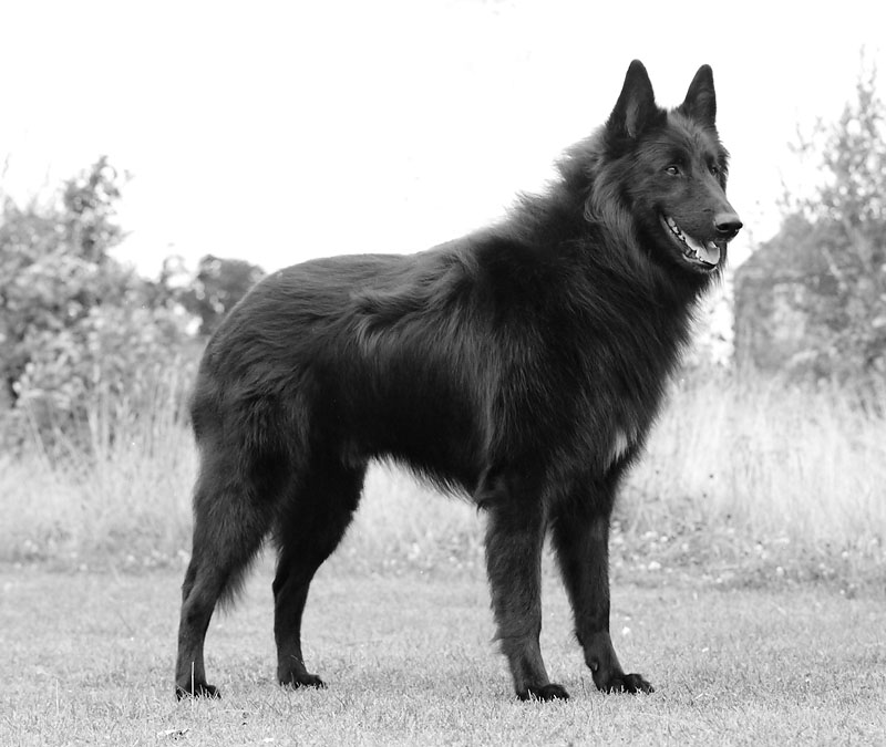 Belgian Shepherd (Groenendael)
