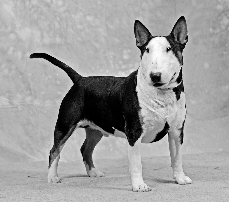 Bull Terrier