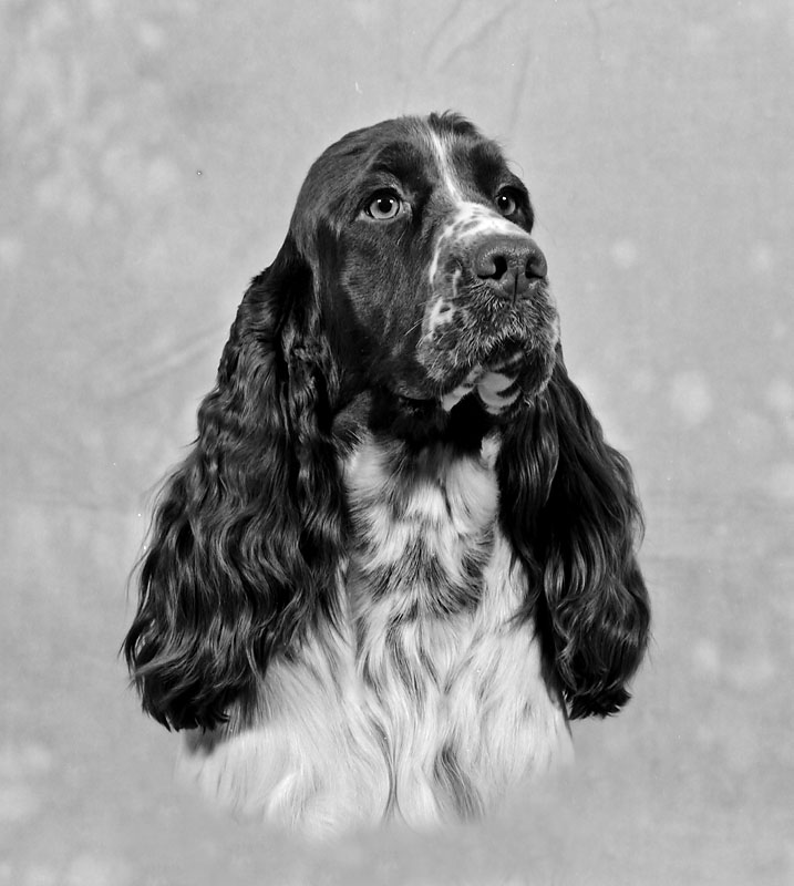 English Springer Spaniel