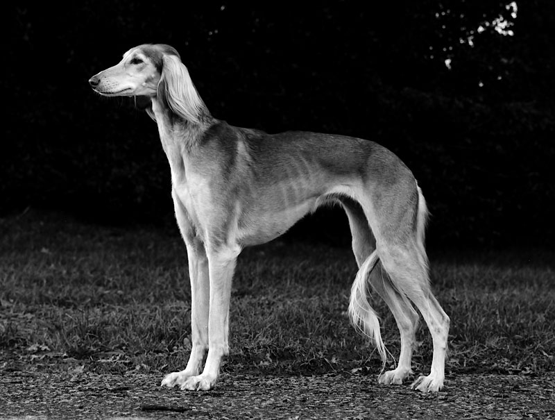 Saluki
