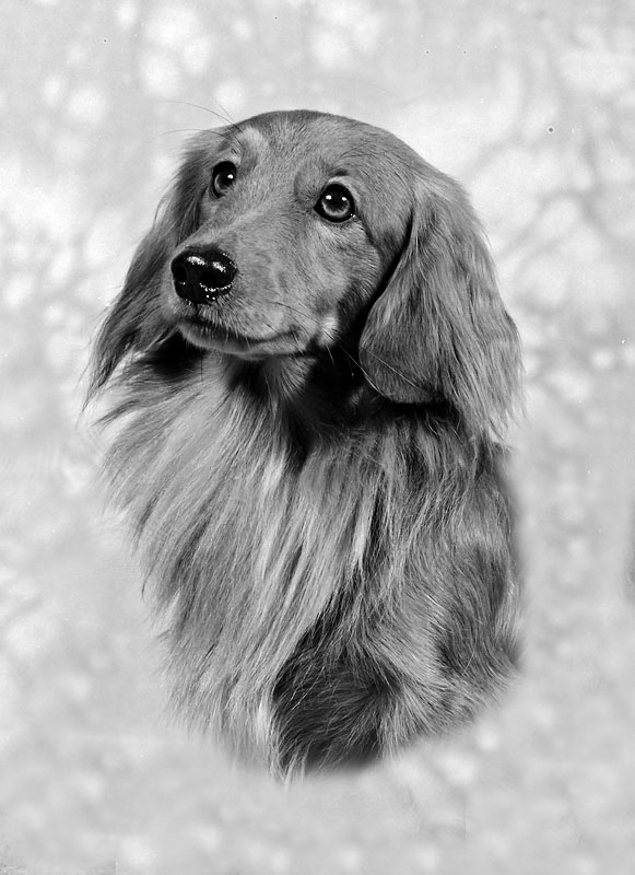 Miniature Longhaired Dachshund