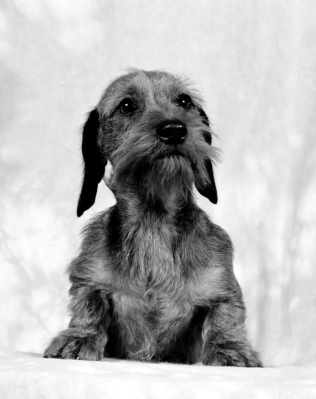 Standard Wirehaired Dachshund Puppy