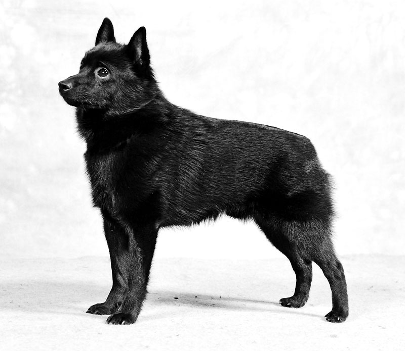 Schipperke