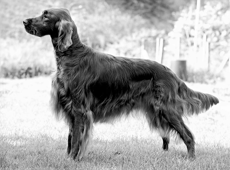 Wickenberry Petingo