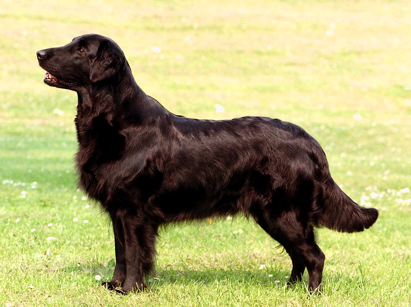 Flatcoated Retriever
