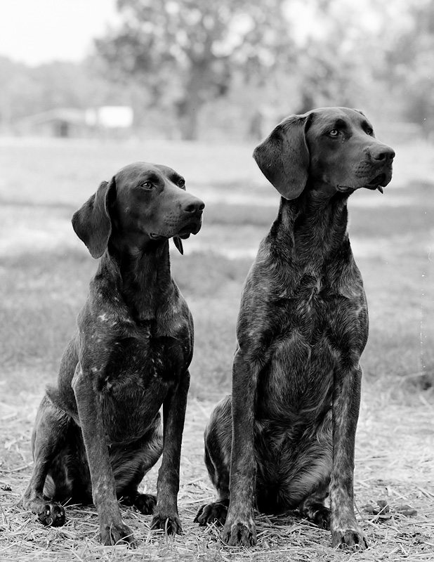German Shorthaired Pointers