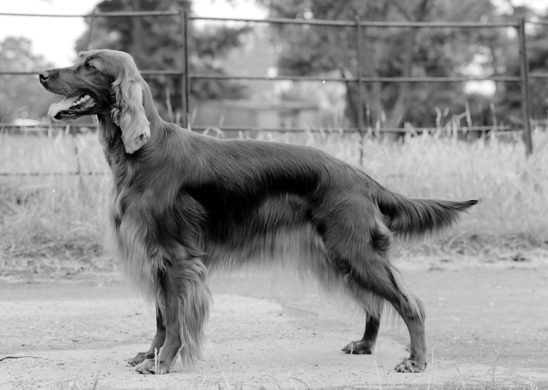 Irish Setter Bitch