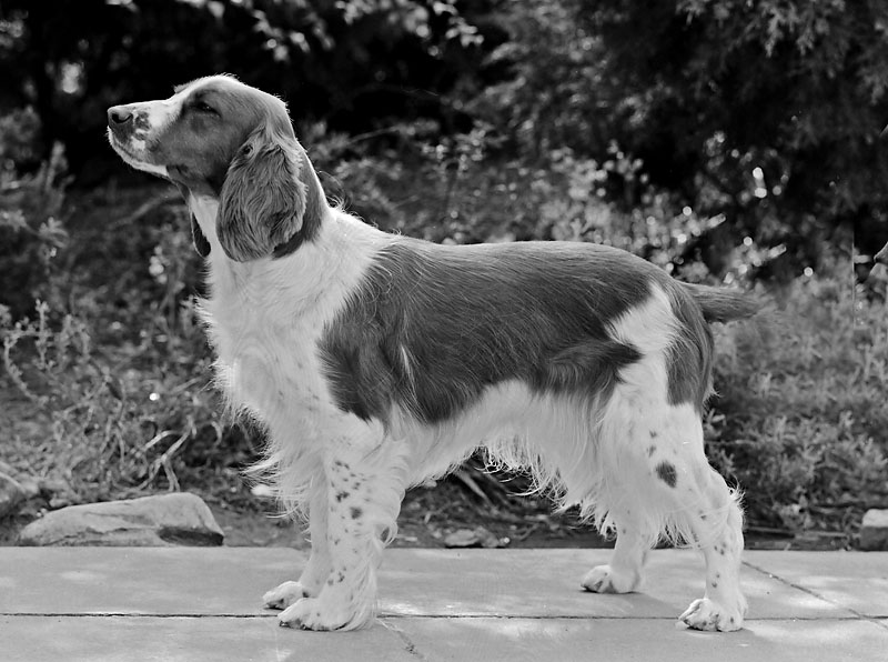 Welsh Springer Spaniel