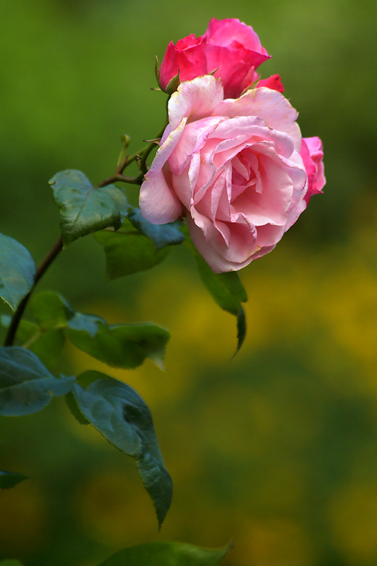 Neighbours Rose