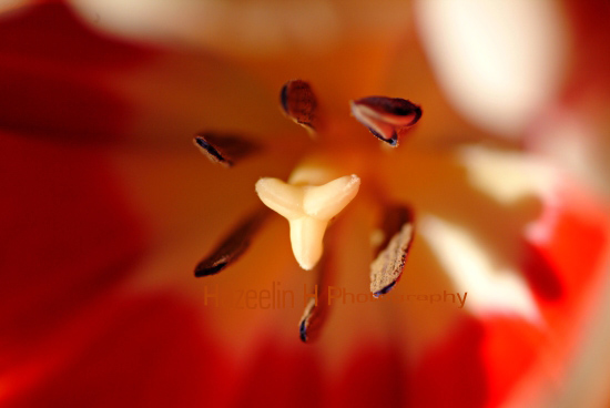 tulips3.jpg