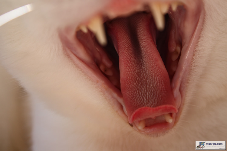 Lucys Tongue