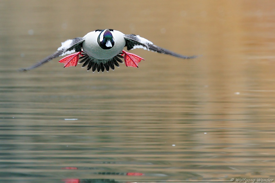 Bufflehead <i>Bucephala Albeola</i>