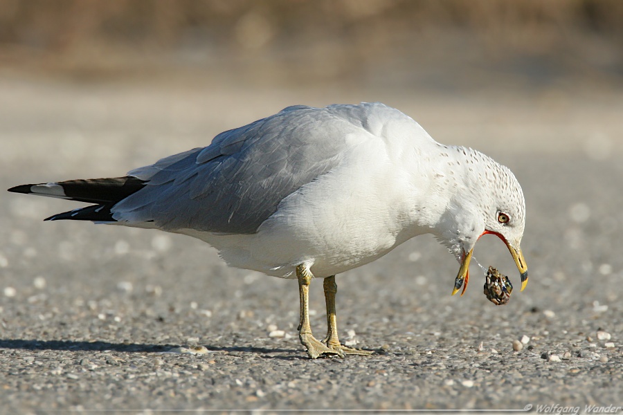 Ring-Billed Gull <i>Larus delawarensis</i>