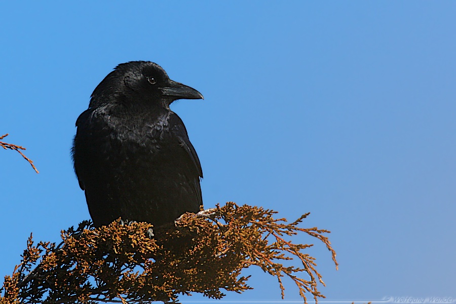 American Crow <i>Corvus Brachyrhyncho</i>