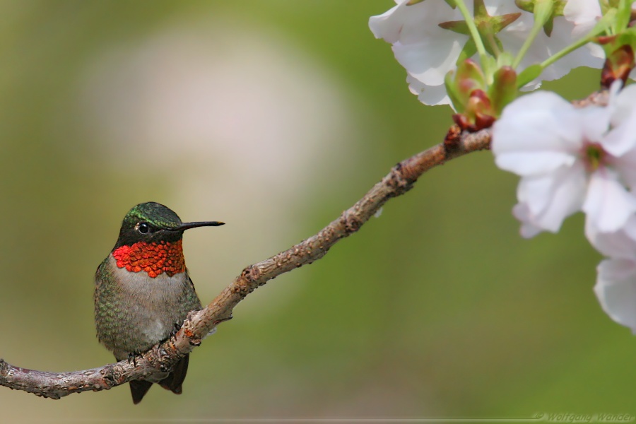 Ruby Throated Hummingbird <i>Archilochus Colubris</i>