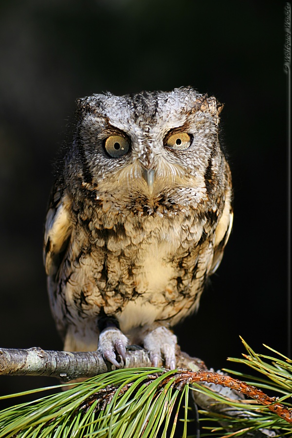 Eastern Screech-Owl <i>Otus Asio</i>