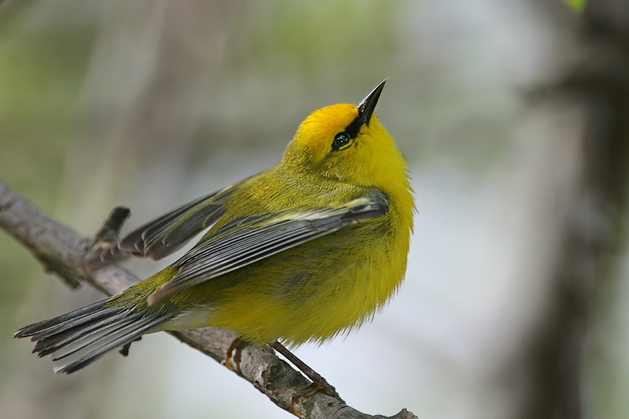 Blue Winged Warbler <i>Vermivora Pinus</i>