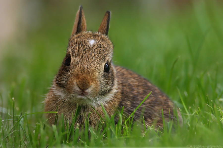 10 day old rabbit <i>Sylvilagus Floridanus<i>