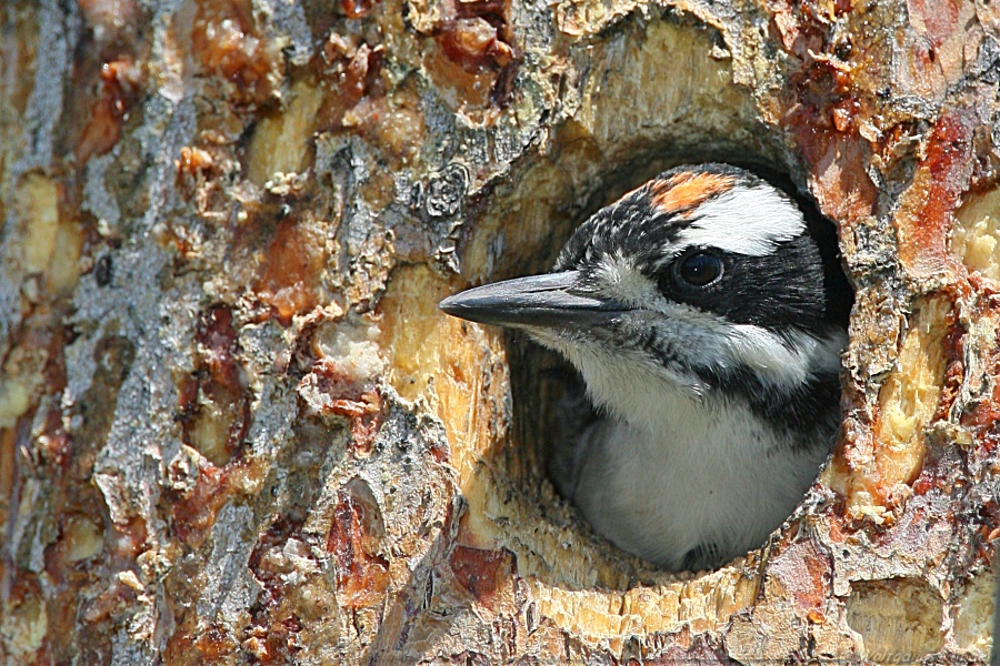 Hairy Woodpecker <i>Picoides Villosus</i> (immature)