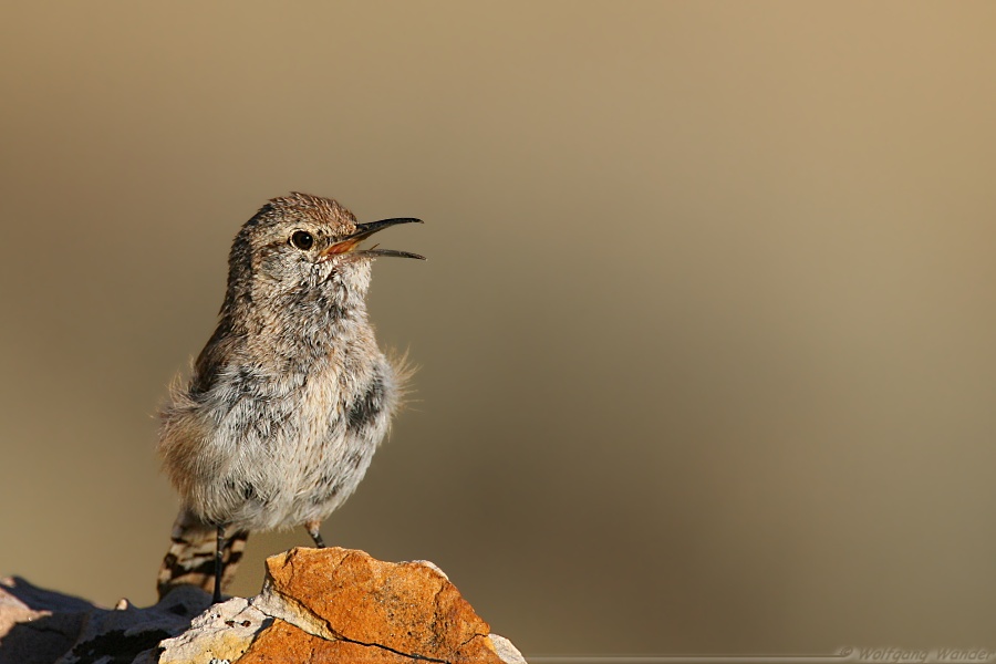 Rock Wren <i>Salpinctes Obsoletus</i>