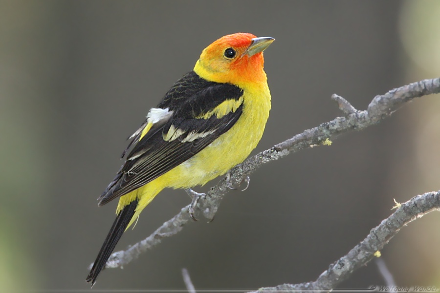 Western Tanager <i>Piranga Ludoviciana</i>