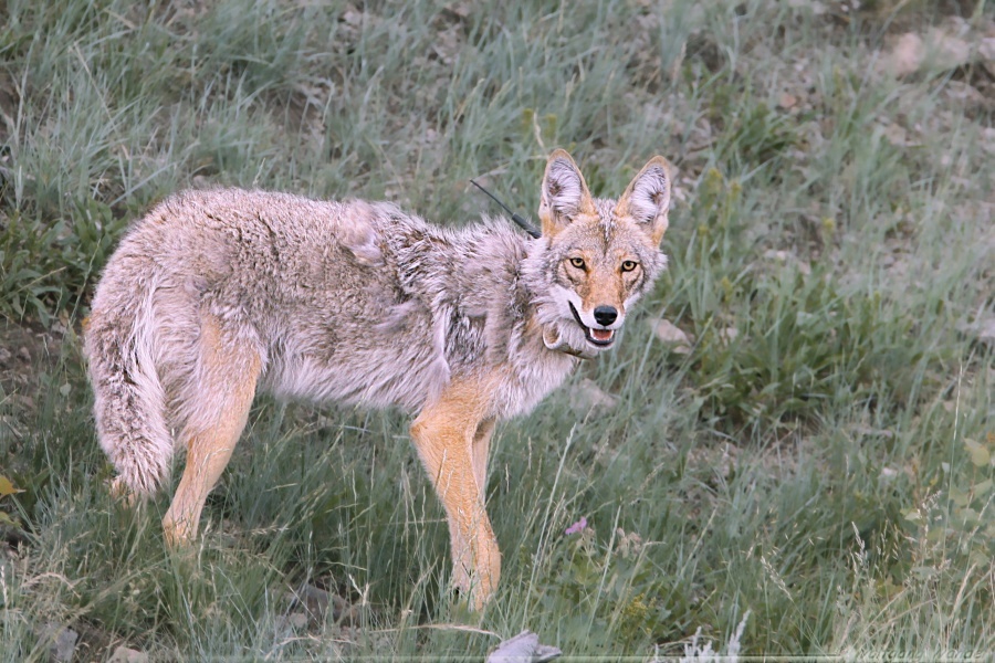 Coyote <i>Canis Latrans</i>
