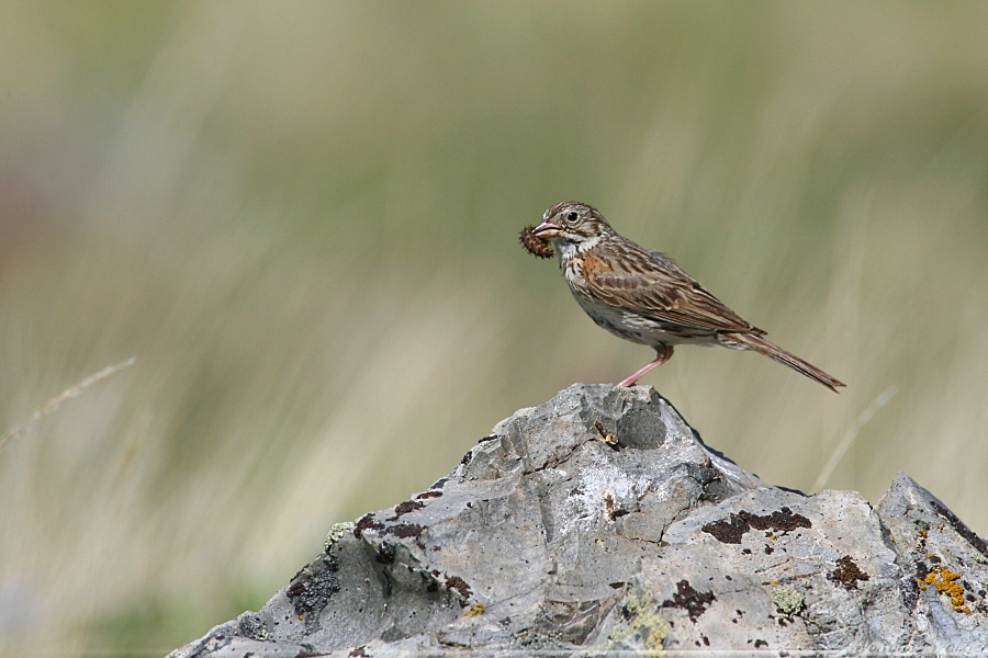 Vesper Sparrow <i>Pooecetes Gramineus</i>