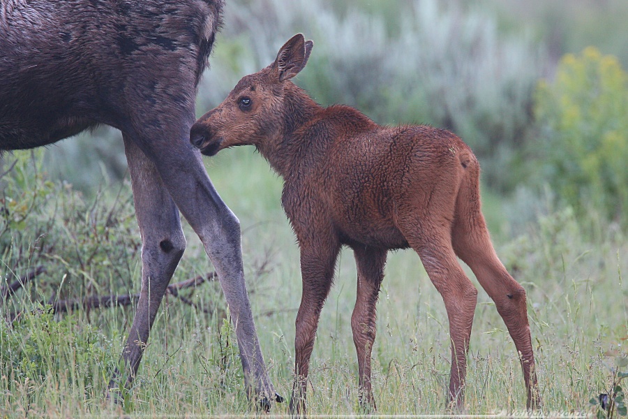 Moose <i>Alces Alces</i>