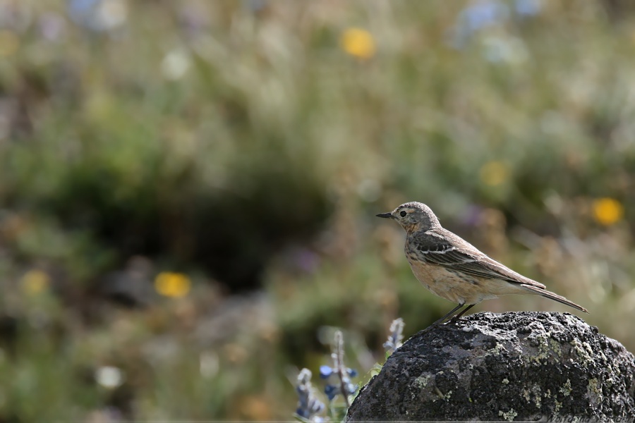 American Pipit <i>Anthus Rubescens</i>