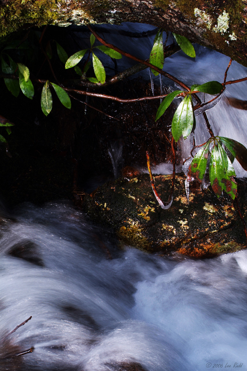 Frozen Tree in stream