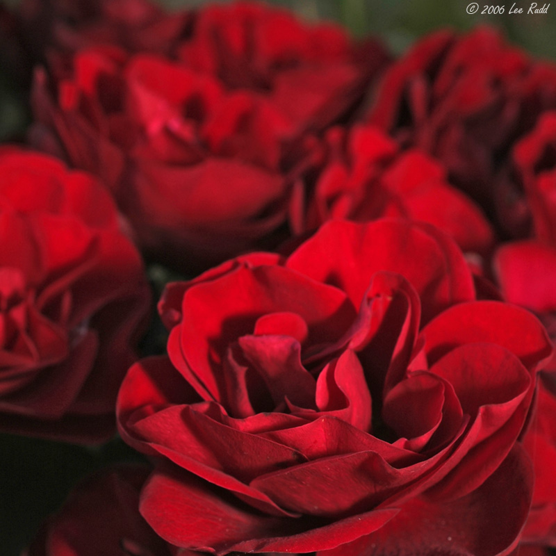 Scarlet Fever!