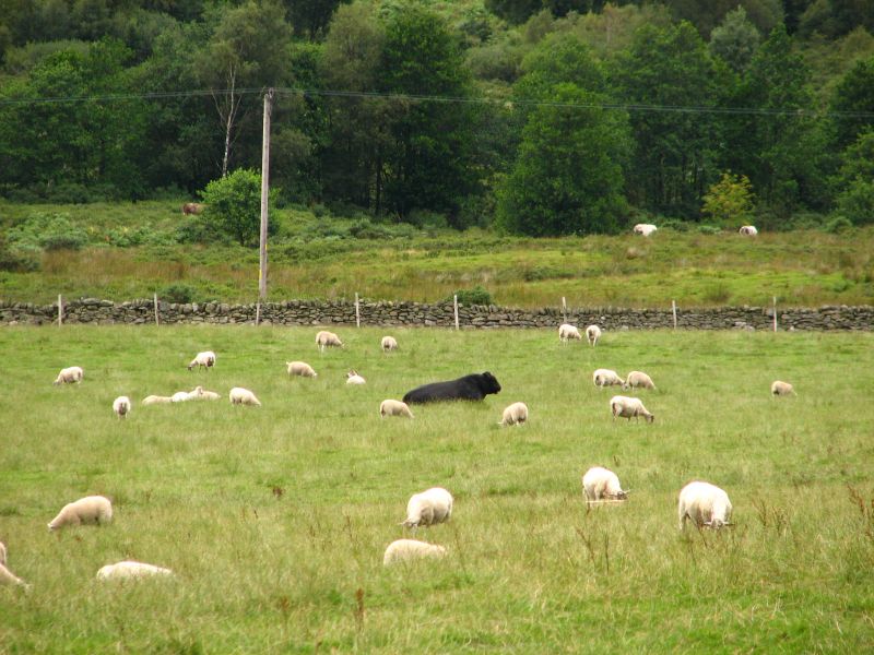 Owce i krowa<small>(IMG_3449.JPG)</small>