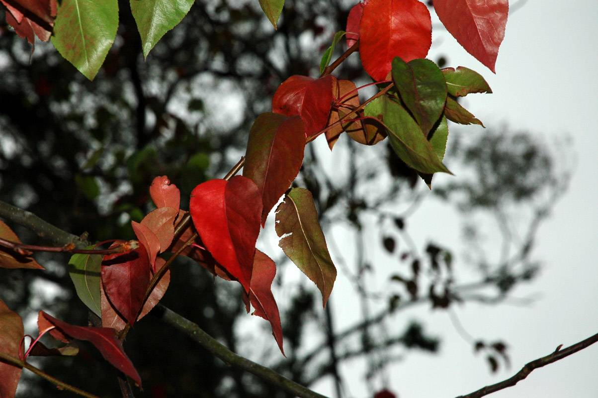 Leaves