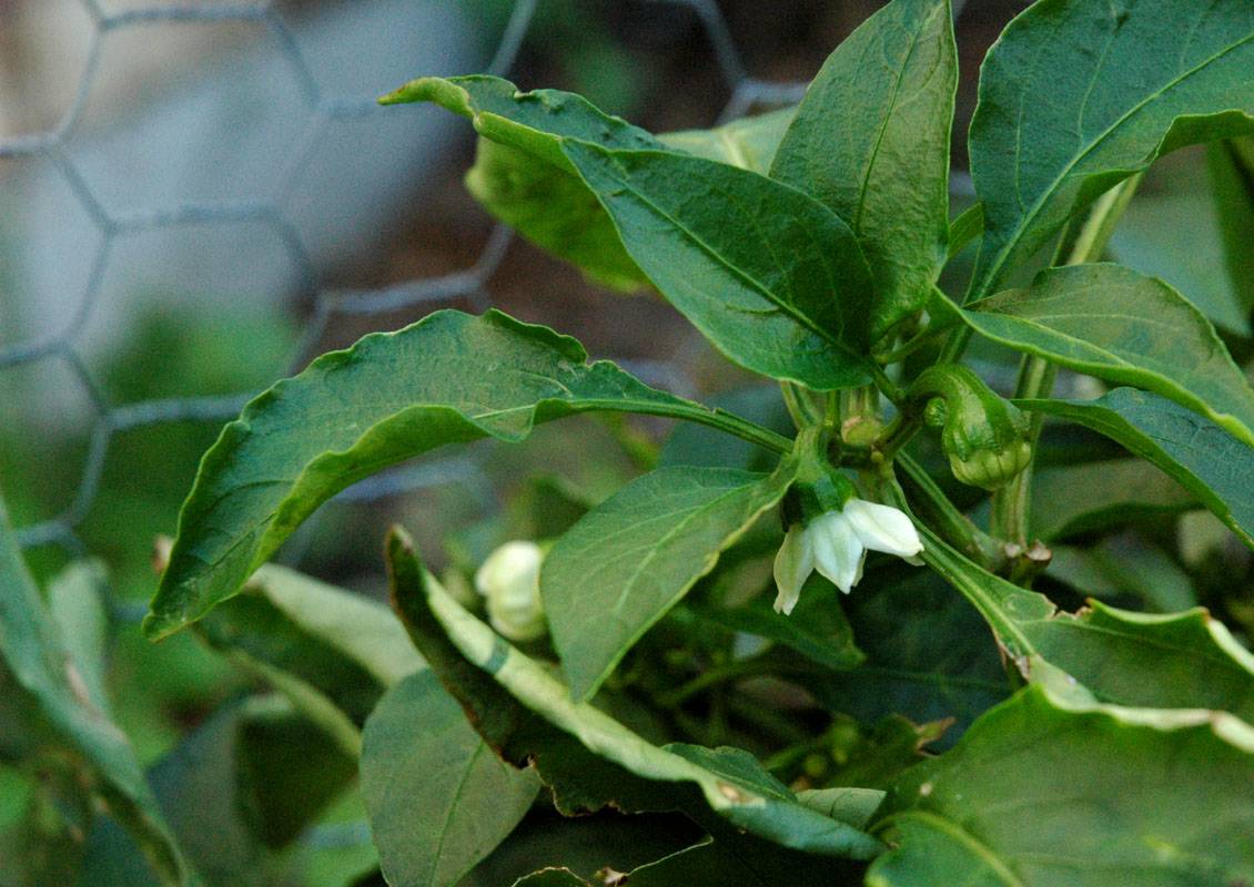 Bell Pepper