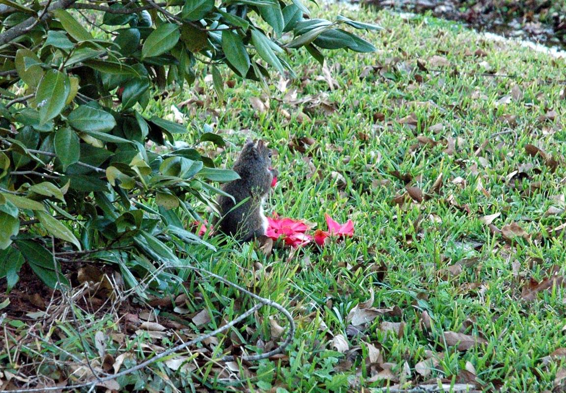 Bad Squirrel!