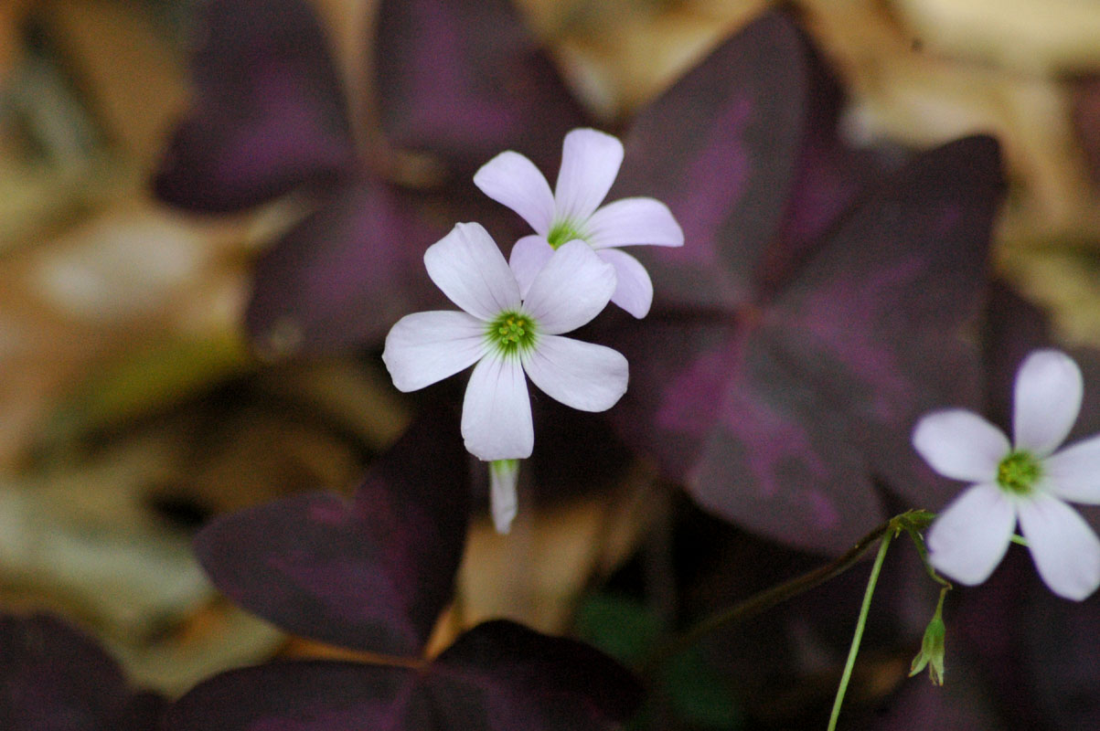 Shamrock Flowers
